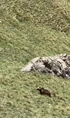 Laçın dağlarında iki balası ilə gəzən qonur ayı - — FOTO