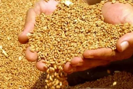 Türkmənlərin 52 min ton taxılı yoxa çıxdı