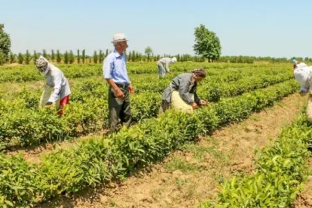 Seldən zərər çəkən bu fermerlər ödəniş ala bilməyəcək 