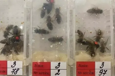 Hava limanında 1240 diri arı ələ keçirilib