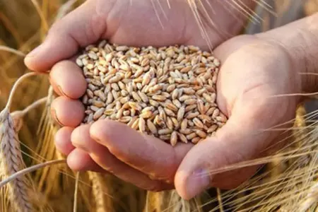 Ukrayna taxıl ixracı üçün Xorvatiya ilə - razılaşdı!