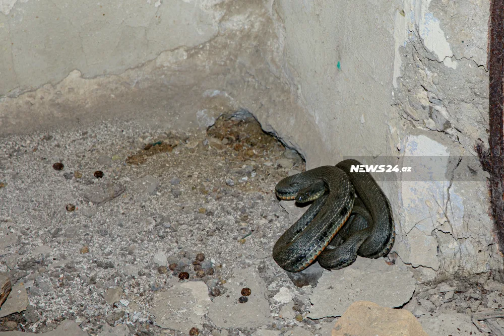 Tarixi "Nargin" adası - FOTOLENT