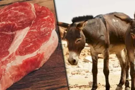 Eşşək ətinə tamah salan kimlərdir? - AÇIQLAMA