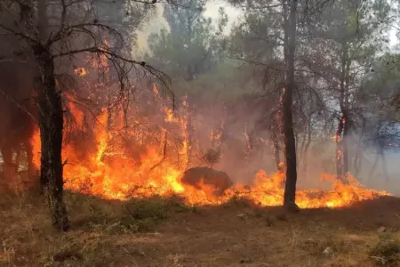 Türkiyənin Ədirnə vilayətində meşəlik ərazidə yanğın başlayıb
