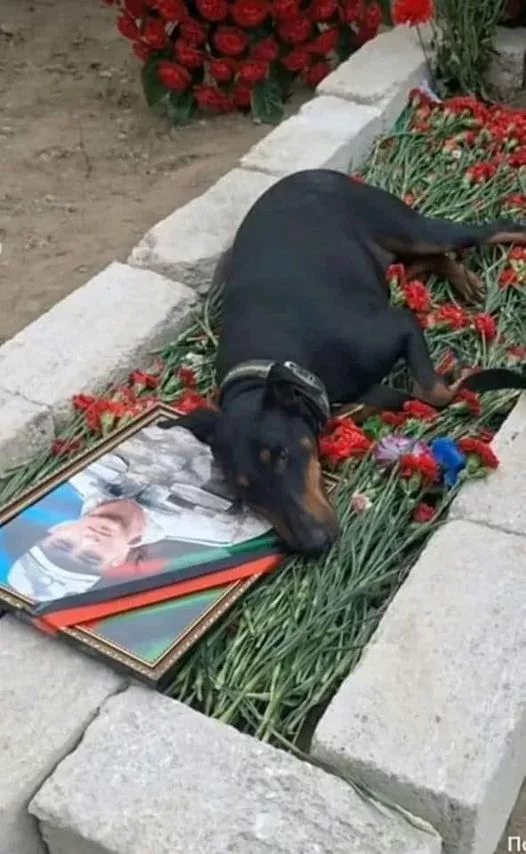 Şəhidimizin məzarında təsirli görüntü - – FOTO