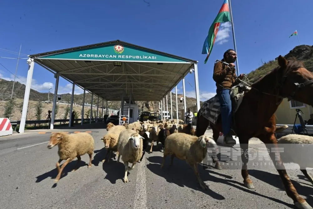 Erməni qoyunları da postdan keçdi - FOTO