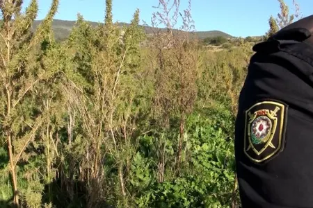 Şuşada narkotik plantasiyası - aşkar edildi