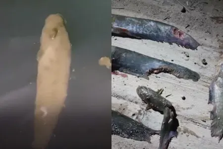Çayda "zombi" balıqlar peyda - OLDU