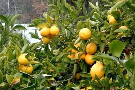 AQTA ilə "Ertagro" arasında dava: - 18 ton viruslu limon əhaliyə necə satılıb?