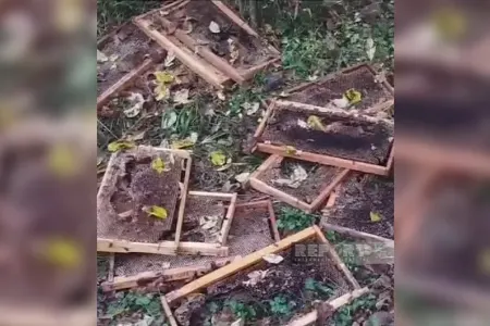 Zaqatalada ayılar arı yeşiklərinə hücum - ETDİ... - FOTO