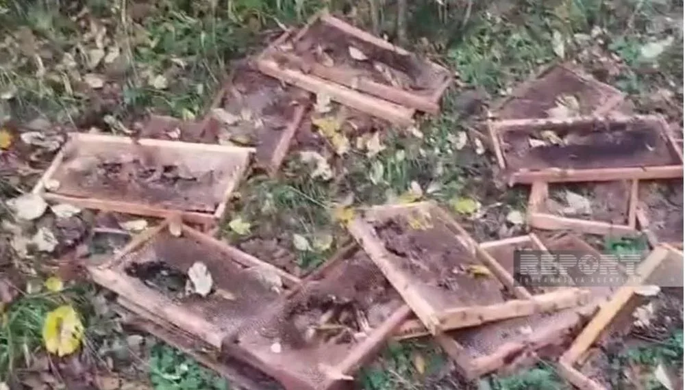 Zaqatalada ayılar arı yeşiklərinə hücum - ETDİ... - FOTO