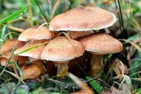 15 yaşlı qız göbələkdən - ZƏHƏRLƏNDİ