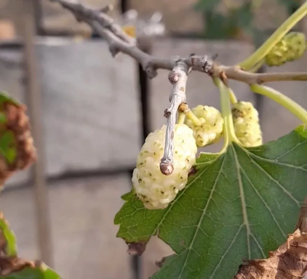Azərbaycanda noyabr ayında tut ağacı BAR VERİB - FOTO