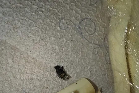 Bakıda marketdən alınan pendirin içindən milçək çıxdı - VİDEO