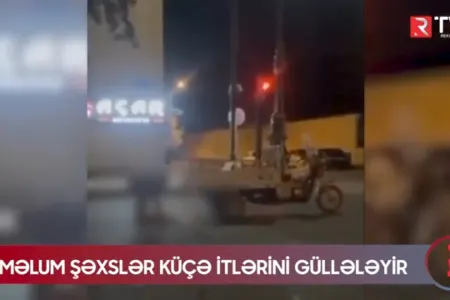 Gəncədə naməlum şəxslər küçə itlərini - GÜLLƏLƏYİR