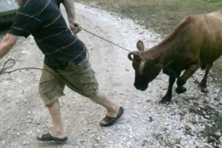 Qaxda mal-qara oğruları SAXLANILDI - FOTO