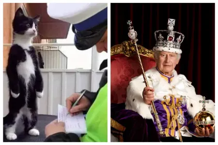 Britaniya kralından pişiklərlə bağlı qəribə - QƏRAR