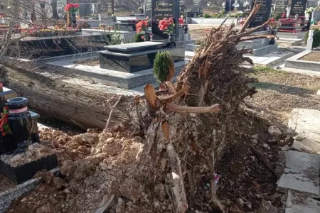 Külək ağacları qəbirlərin üzərinə aşırdı - FOTO