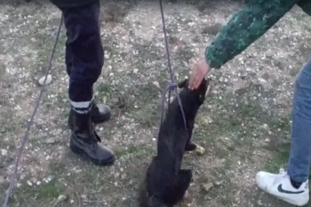 FHN dərinliyi beş metr olan quyudan iti xilas edib