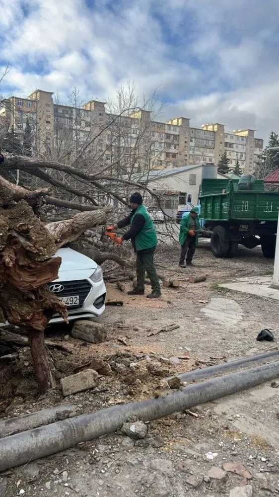 Bakıda güclü külək nəticəsində aşan ağacların sayı - AÇIQLANDI - FOTO