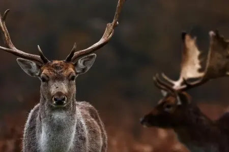 Alimlərdən "Zombi maral xəstəliyi" - xəbərdarlığı