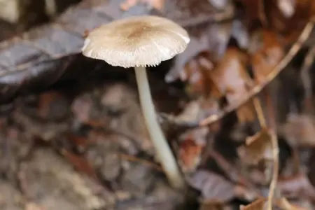 Göbələk zəhərlənməsi orqan çatışmazlığına səbəb ola bilər