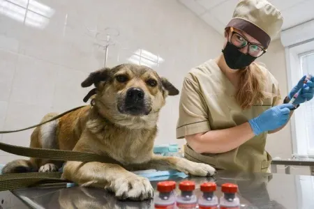 İtin yanında siqaret çəkməyin! - – SƏBƏB