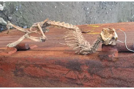 Tərtərdə naməlum heyvan skeleti tapıldı - FOTO