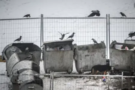 Atasını öldürüb cəsədini zibil qutusuna atdı