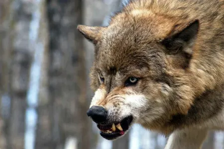 Canavar kəndə hücum etdi - 4 qadını parçaladı