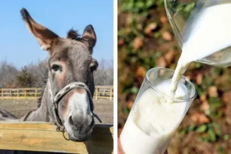Eşşək südü hansı xəstəliklərə FAYDALIDIR? - – ŞOK AÇIQLAMA