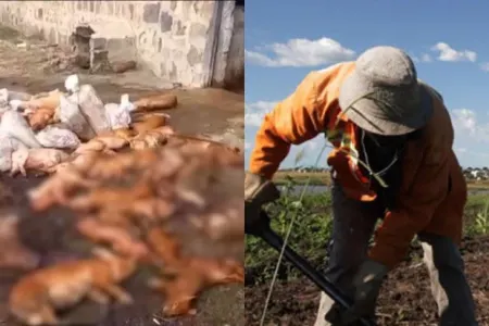 Ermənistanda Afrika vəbası yayıldı