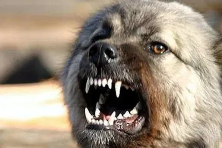 İt meşədə 9 kiloqrama yaxın "narkotik xəzinəsi" tapdı