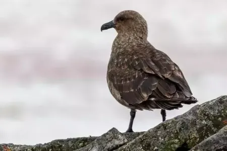 Quş qripi aşkarlandı