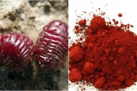 Bu məhsulların tərkibinə həşərat tozları qatılır