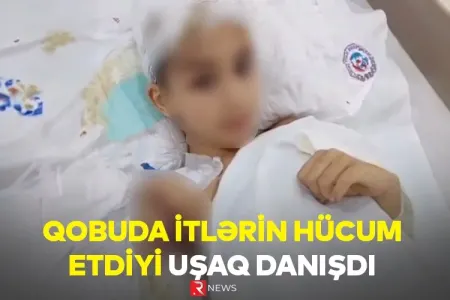 Qobuda itlərin hücum etdiyi uşaq DANIŞDI - VİDEO