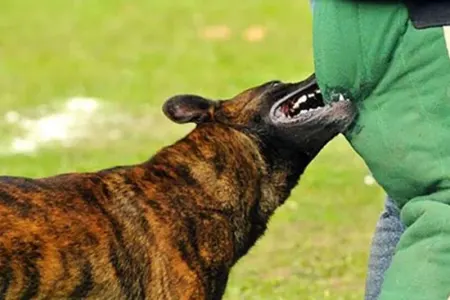 Bərdədə it dişləyən azyaşlının - SON VƏZİYYƏTİ