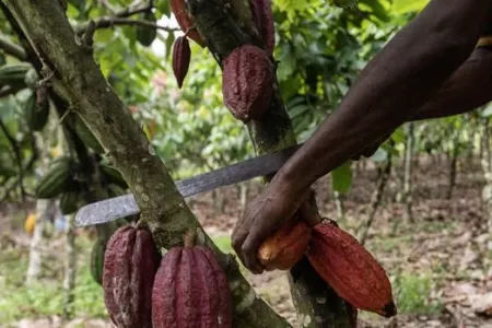 Şokolad qiymətləri kəskin şəkildə artacaq