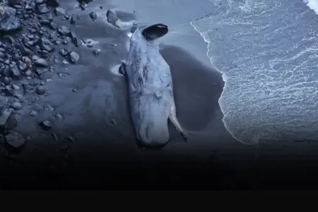 Ölü balinanın qarnından milyonluq - SƏRVƏT ÇIXDI