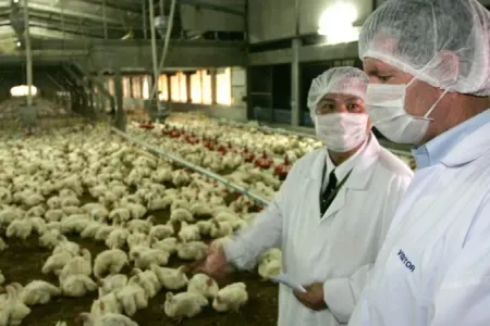 1 nəfərdə quş qripi aşkarlandı