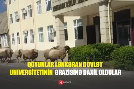 Qoyunlar Lənkəran Dövlət Universitetinin ərazisinə daxil oldular - VİDEO