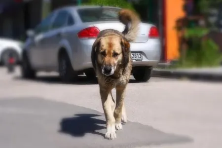 Sahibsiz itlər 7 yaşlı uşağa hücum etdi