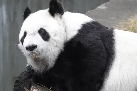 Ən yaşlı panda öldü