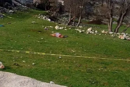 85 yaşlı qadına 3 it hücum etdi