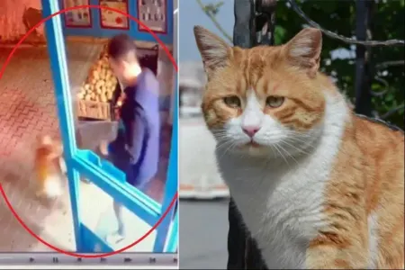 Pişiyə təpik atan market işçisinə SƏRT REAKSİYA - VİDEO
