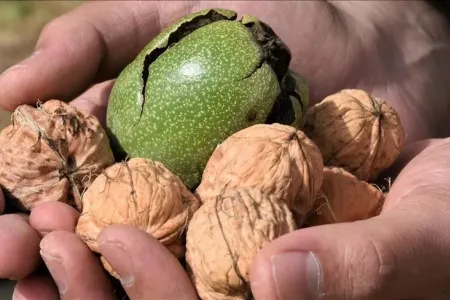 Səhərlər acqarına 3 ədəd qoz yeməyin inanılmaz faydaları