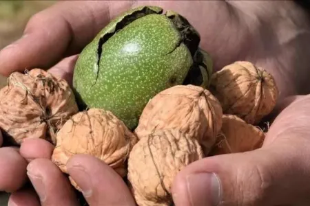 Acqarına 3 ədəd qoz yeməyin inanılmaz faydaları