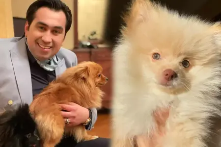 Eltonun evi itlə doludur