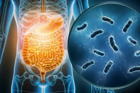 İnsan qanı ilə qidalanan - “vampir bakteriyalar”