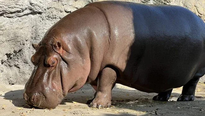 7 ildir kişi olduğu düşünülürdü..
